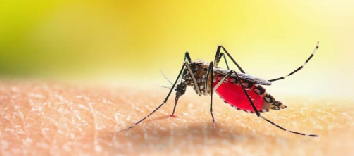 Cuatro personas han fallecido por fiebre amarilla en Ecuador