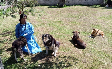 La sensisibilidad ciudadana frente a la fauna urbana exige respuestas serias y humanas